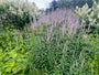 Schwarzer Ehrenpreis - Veronicastrum virginicum 'Lavendelturm'