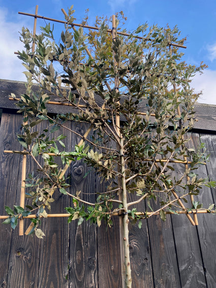 Lei-Steineiche - Quercus ilex Espalier (beliebt)