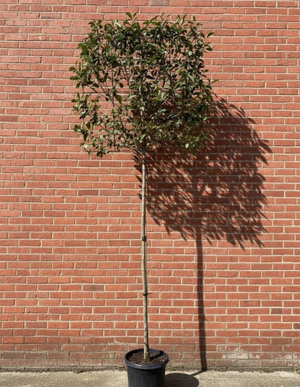 Leiboom glansmispel photinia red robin