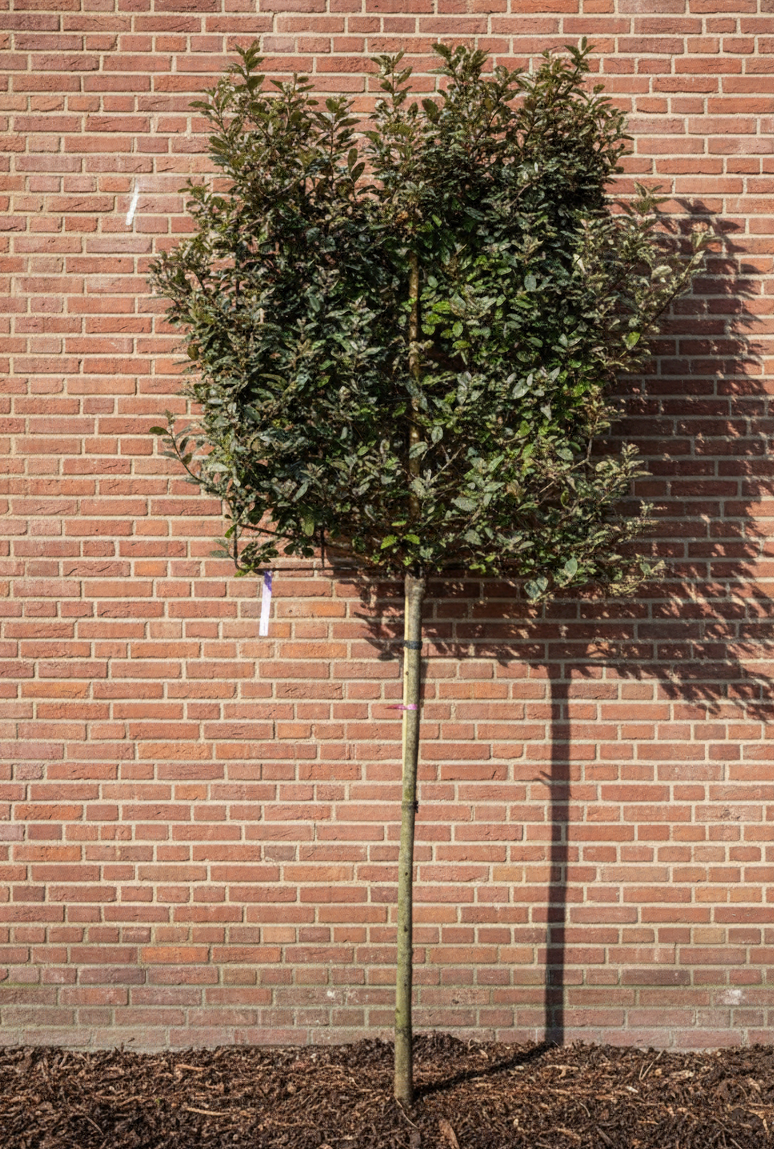 Ölweide als Spalierbaum - Elaeagnus ebbingei - Immergrün