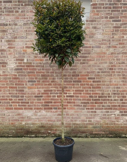 Lei-Glanzmispel - Photinia fraseri Spalier