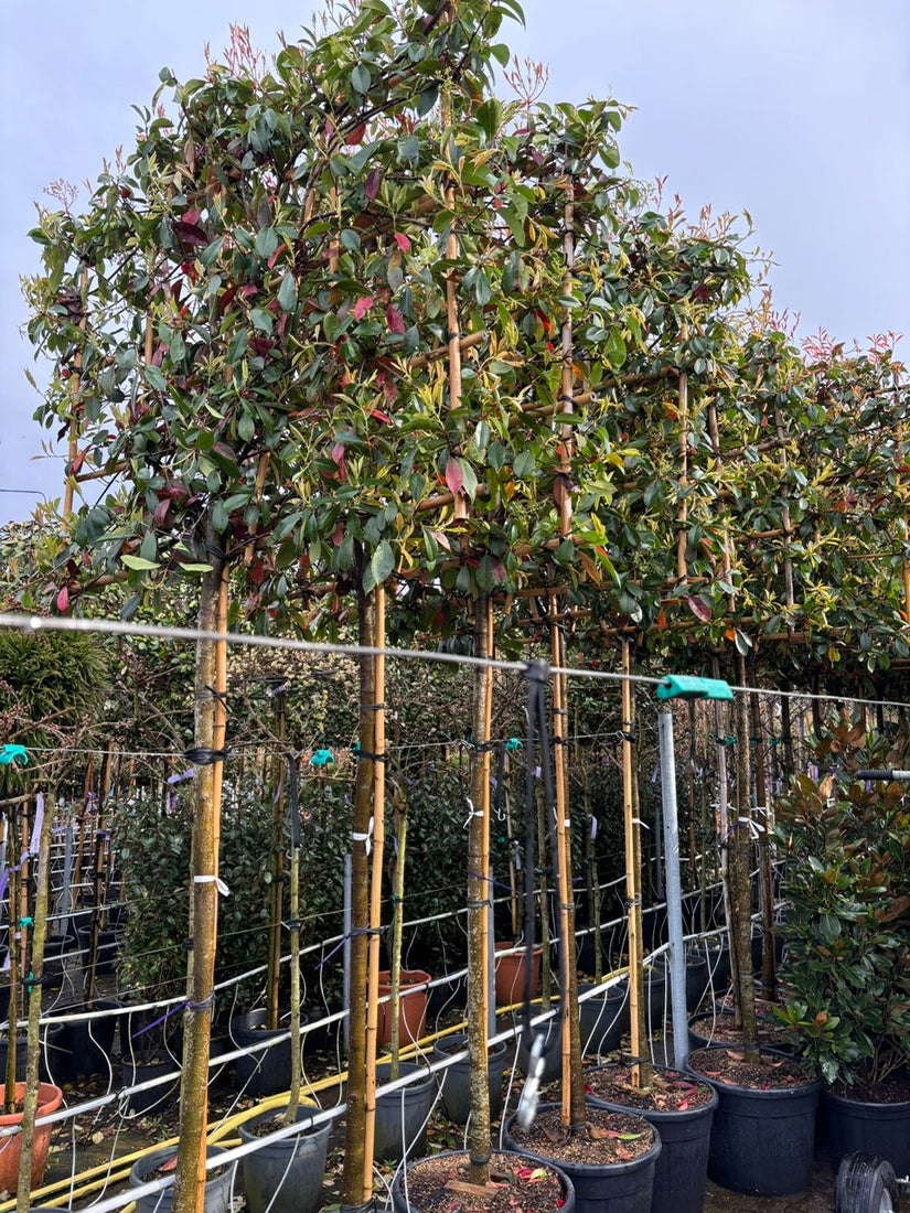 Glanzmispel (Photinia fraseri 'Red Robin') Spalier