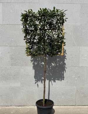 Spalierbaum XL - Stammhöhe 190-200 cm