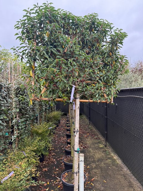 Portugiesischer Lorbeer - Prunus lusitanica 'Brenelia'