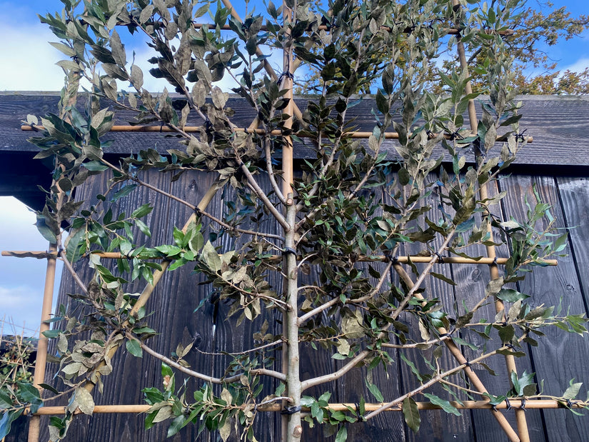 Lei-Steineiche - Quercus ilex Espalier (beliebt)