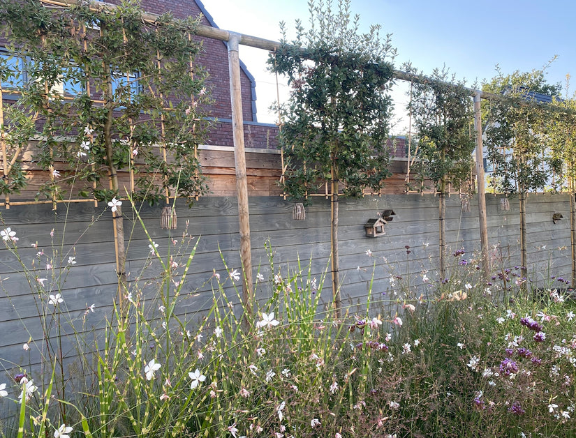 Lei-Steineiche - Quercus ilex Espalier (beliebt)