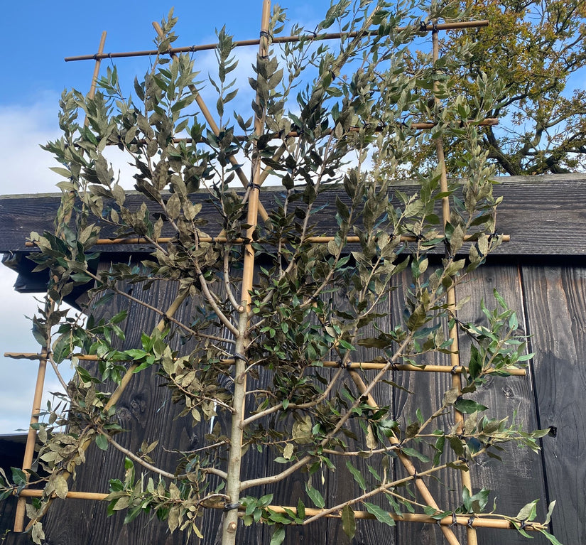 Lei-Steineiche - Quercus ilex Espalier (beliebt)