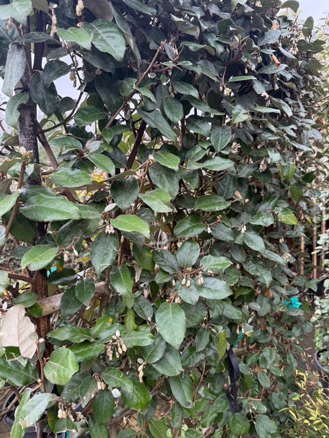 Ölweide als Spalierbaum - Elaeagnus ebbingei - Immergrün