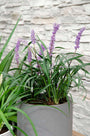 Liliengras - Liriope muscari 'Big Blue'