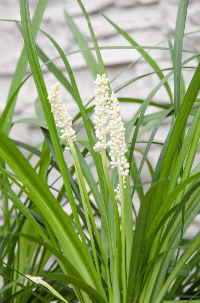 Liliengras - Liriope muscari 'Monroe white'