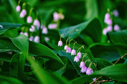 Maiglöckchen - Convallaria majalis 'Rosea'