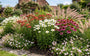 Leucanthemum vulgare 'Maikönigin' in border met achillea paprika, pennisetum hameln en echinacea purpurea en vooraan geranium spessart