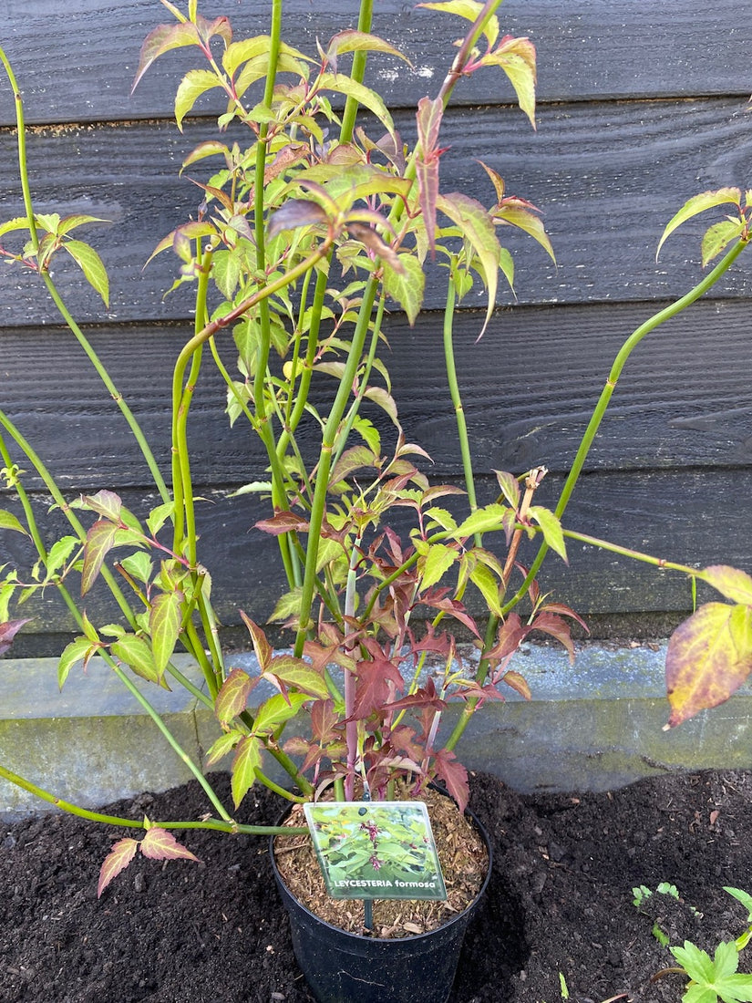 Fasanenbeere - Leycesteria formosa