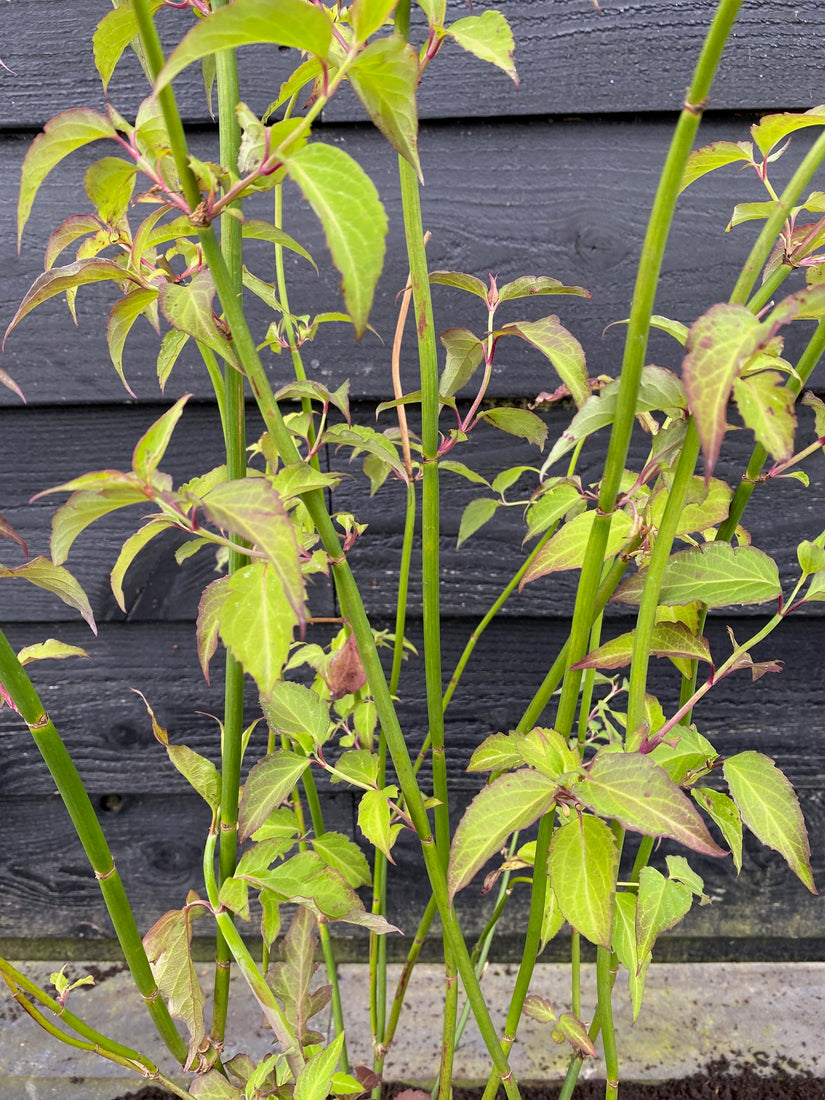 Fasanenbeere - Leycesteria formosa