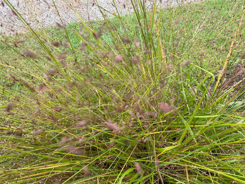 Liebesgras - Eragrostis spectabilis