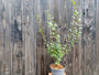 ligustrum vulgare gewone iguster in c3 pot 60-80 cm voorbeeld wat u koopt