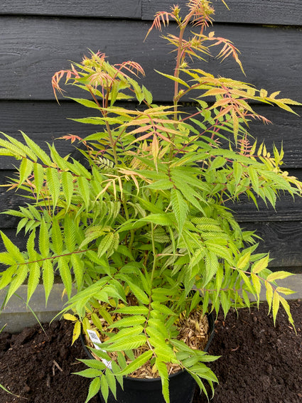 Vogelbeere Spirea - Sorbaria sorbifolia 'Sem'