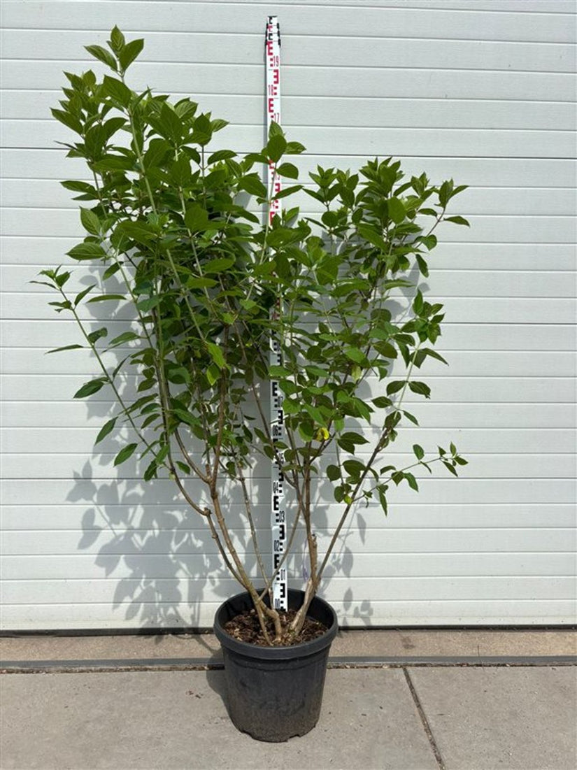 Rispenhortensie - Hydrangea paniculata 'Limelight'