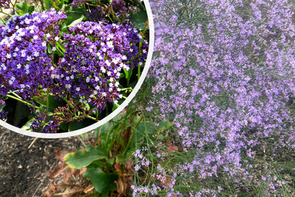 Meerlavendel - 'Limonium Latifolium'