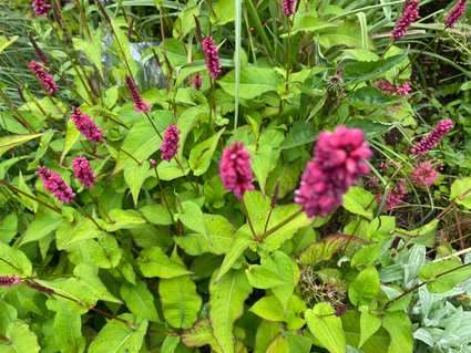 Bio-Knöterich (Dunkelrot, 70 cm) - Persicaria amplexicaulis 'Lisan'