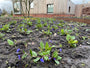 Lungenkraut - Pulmonaria angustifolia 'Blue Ensign'