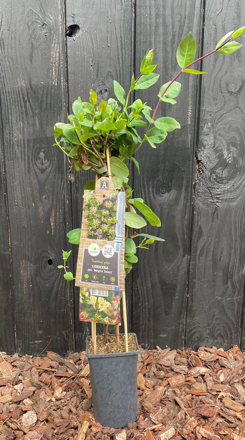 Wildes Geißblatt - Lonicera periclymenum 'Belgica Select'