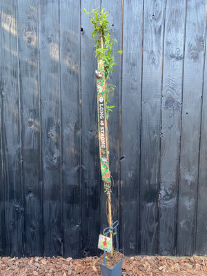 180-200 cm, C5