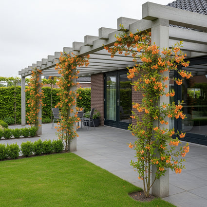 Geißblatt - Lonicera Henryi