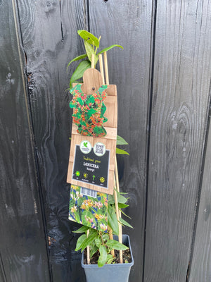 50-60 cm, C2