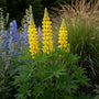 Lupine (Hellgelb) - Lupinus 'Chandelier'