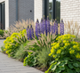 Lupinus 'The Governor' in border met stipa vedergras, wolfsmelk, vrouwenmantel en lampenpoetsersgras