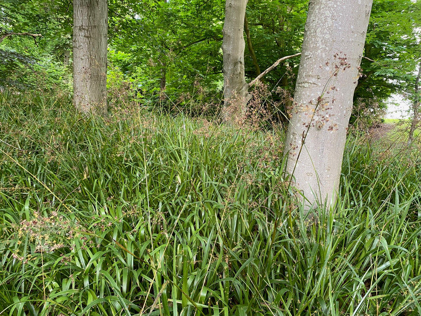 Großer Feldrausch - Luzula sylvatica