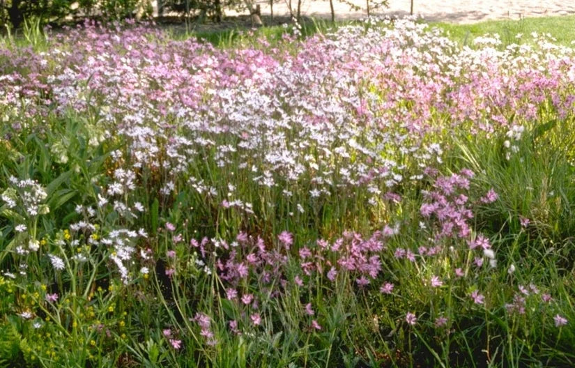 Bio Echte Wiesenschaumkraut - Lychnis flos-cuculi