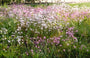 Bio Echte Wiesenschaumkraut - Lychnis flos-cuculi