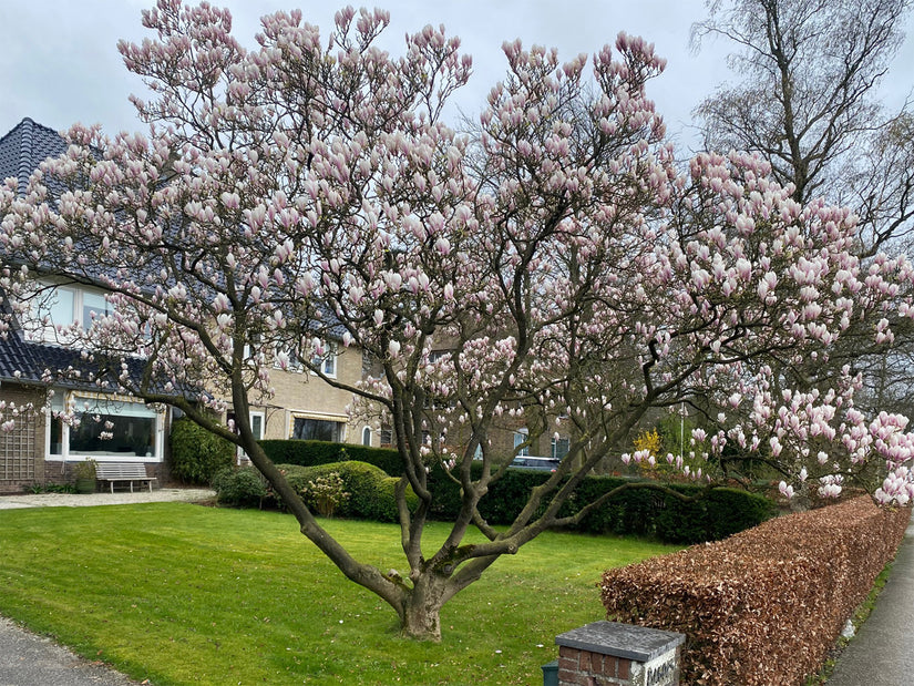 Gewöhnliche Magnolie - Magnolia x soulangeana