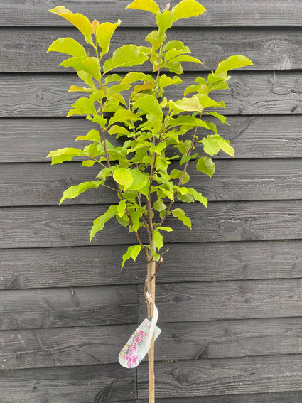 Magnolie 'Galaxy' - Hochstammbaum
