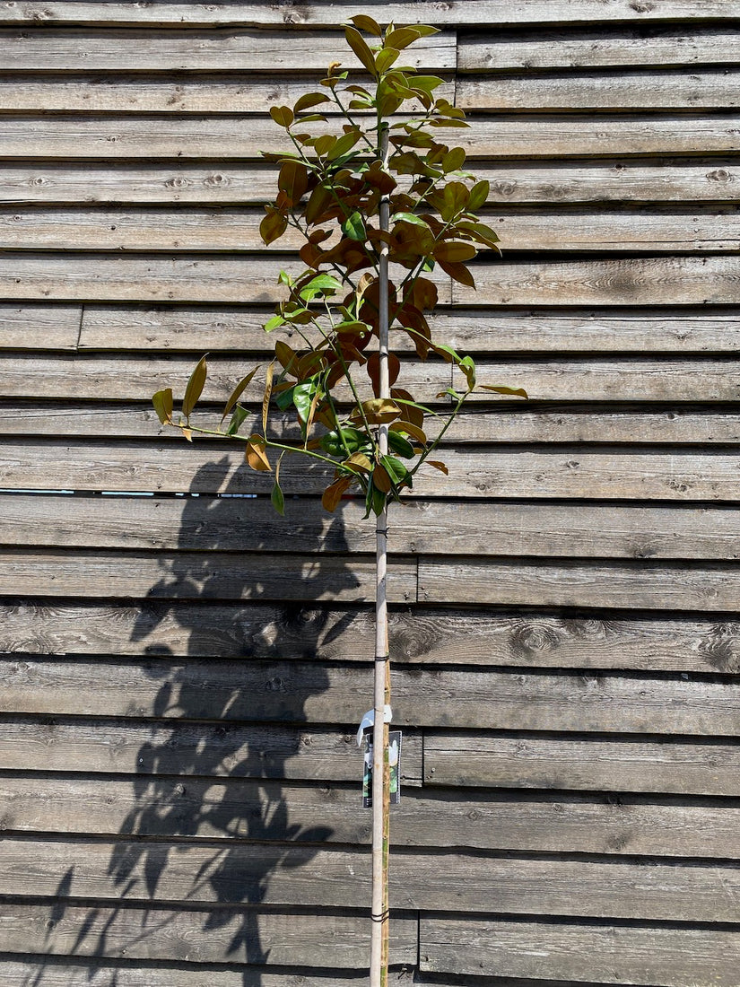 Biberbaum - Magnolia grandiflora Hochstämmiger Baum