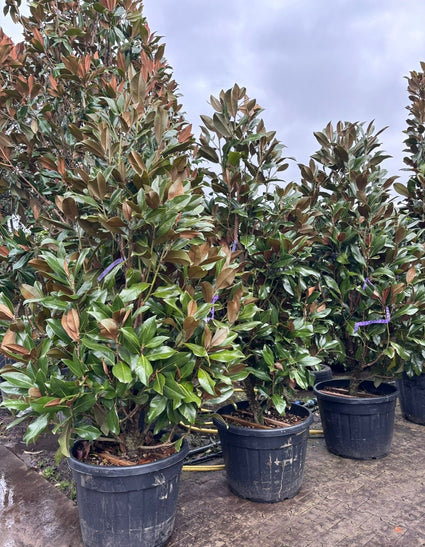 Immergrüne Magnolie auf Stamm - Magnolia Grandiflora