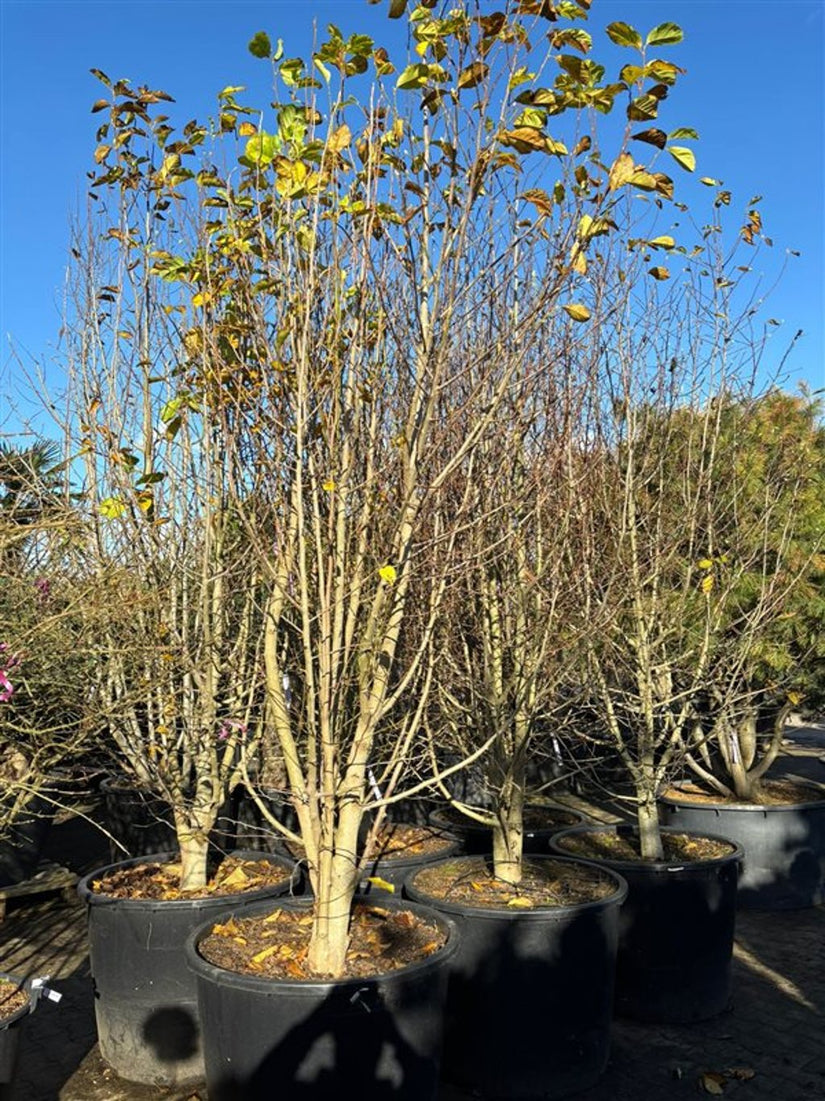 Magnolie (Weiß) - Magnolia kobus Hochstamm oder mehrstämmig