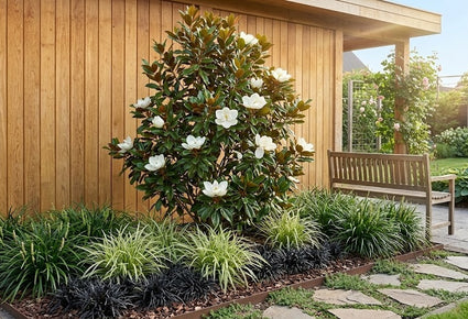 Immergrüne Magnolie auf Stamm - Magnolia Grandiflora