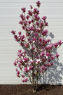 Mehrstämmiger Biberbaum (rosa) - Magnolia 'Susan' Strauchform