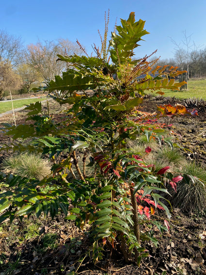 Mahagoni-Strauch - Mahonia x media 'Winter Sun'