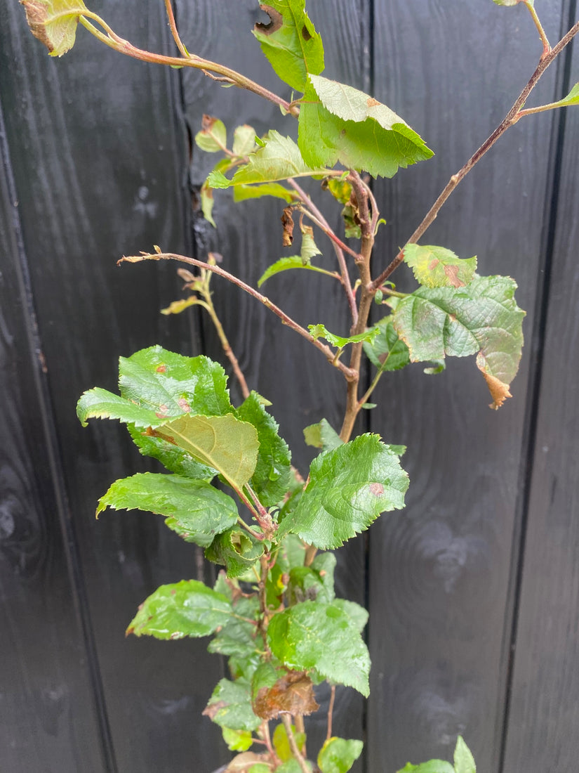 Blad wilde appelboom Malus Sylvestris