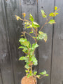 malus sylvestris struik in c2 pot 60-80 cm voor o.a. groenstroken