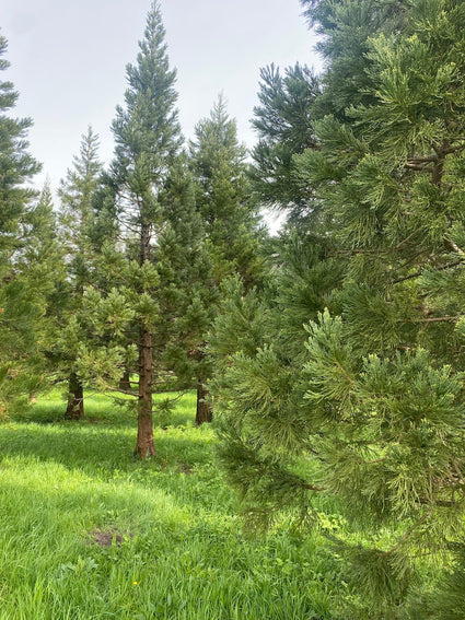 Mammutbaum - Sequoiadendron giganteum