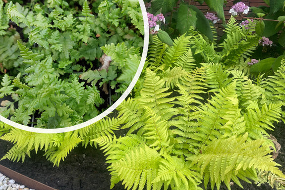 Männlicher Farn - Dryopteris filix-mas (Wintergrüner Farn)