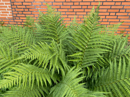 Bio-Männchenfarn - Dryopteris filix-mas