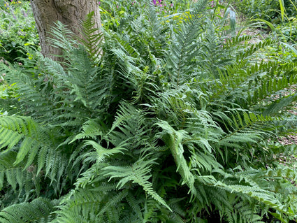 Biologischer schuppiger Wurmfarn - Dryopteris affinis