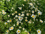 Gänseblümchen - Leucanthemum vulgare 'Maikönigin'