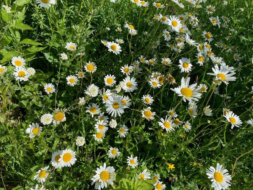 Heimische Blumenmischung – 100 m² Wiesenblumen, die mehr zur Artenvielfalt beitragen